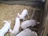母猪, Pigs — 照片 1