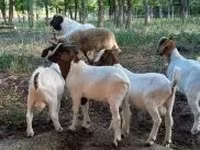 Keçi, Boer goat — foto 6