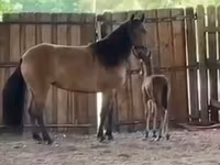 Yegua, Paso Fino — foto 4