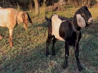 Bode, Nubian Goat — foto 4