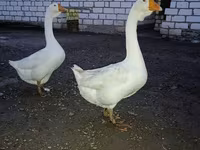 Geese — 2. fotó