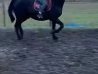 公马, Horses — 照片 2