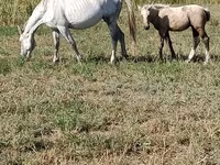 Madyan, Percheron — foto 1