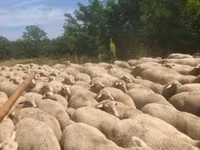 母羊, Merino sheep — 照片 1