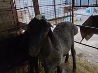 Kos, Blackheaded Persian sheep — 4. fotó