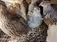 Quails — foto 5