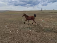 Jument, Chevaux — photo 1
