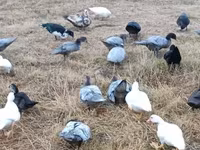 Ducks — फ़ोटो 3