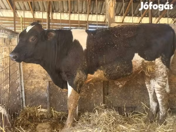 Bika, Simmental cattle — Magyarország
