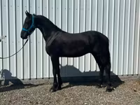 घोड़ा, Friesian — फ़ोटो 4