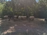 Juh, Racka sheep — 7. fotó