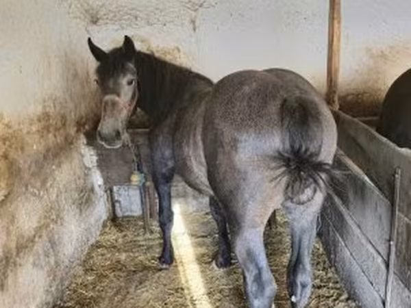 公马, Horses