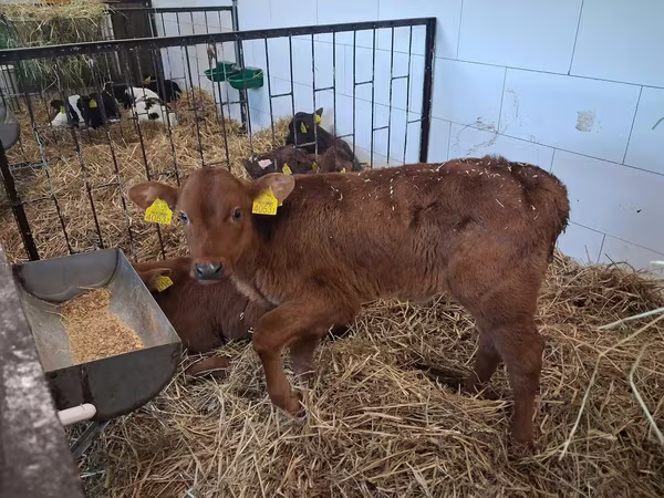Touro, Simmental cattle