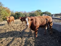 Bulle, Simmental cattle — Foto 1