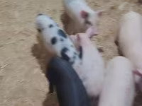 Pigs (batch, sex not specified), Pigs — photo 3