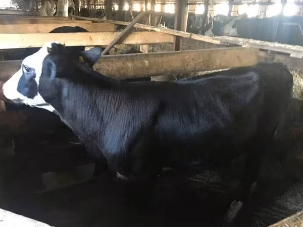 Tehén, Yaroslavl cattle