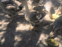 Geese — photo 4
