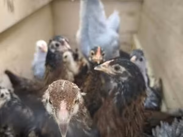 Chickens