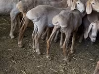 Brebis, Hissar sheep — photo 3