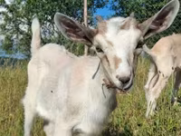 公山羊, Goats — 照片 1