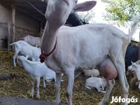 Nőstény kecske, Saanen goat — 1. fotó