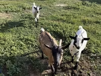 母山羊, Goats — 照片 4
