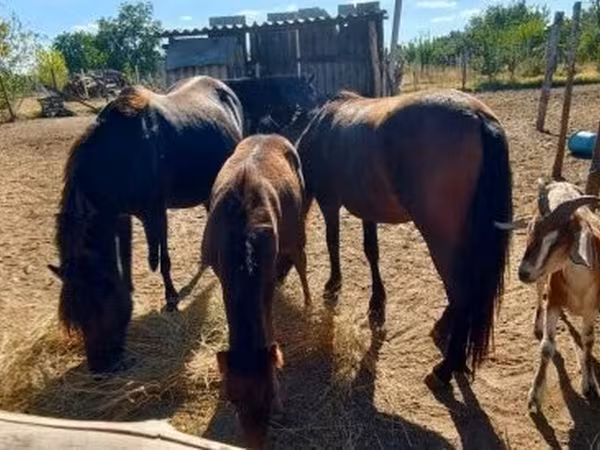 Égua, Cavalos — Hungria