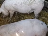 Pigs (batch, sex not specified), Крупная белая — photo 1