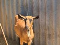 母山羊, Goats — 照片 2