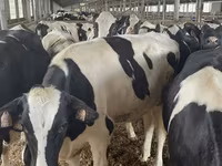 Tehén, Holstein fajta — 2. fotó