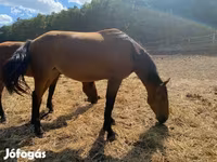 Yegua, Nonius horse — foto 4