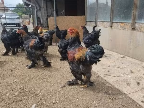 Brahma