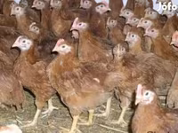 Chickens — फ़ोटो 3