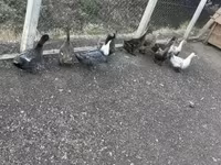 Ducks — foto 3