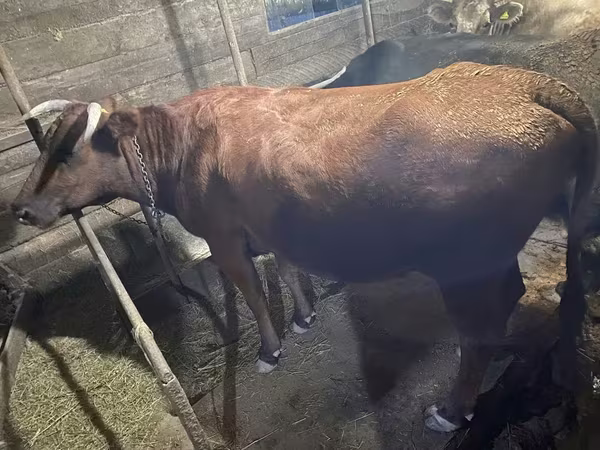 母牛, Swiss cattle