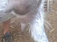 Billy Goat, Alpine goat — photo 8