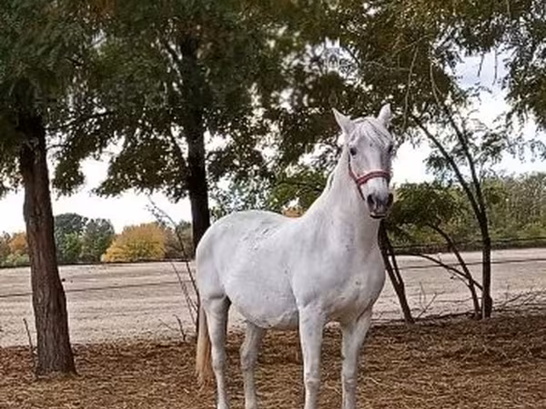 घोड़ी, Lipizzaner