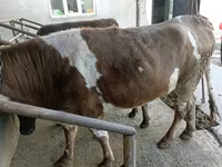 بقرة, Simmental cattle — الصورة 1