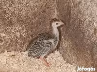 Guinea fowl — Foto 1