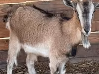 母山羊, West African dwarf goats — 照片 2