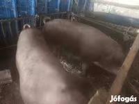 Pigs (batch, sex not specified), Pigs — photo 1