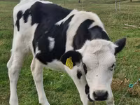 Krava, Russian Black pied cattle — foto 2