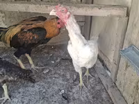 Chickens — الصورة 1