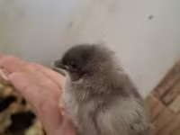 Chickens — Foto 6