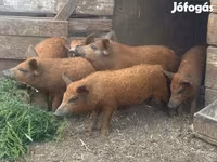 Schweine (Partie, Geschlecht nicht angegeben), Мангалица — Foto 1