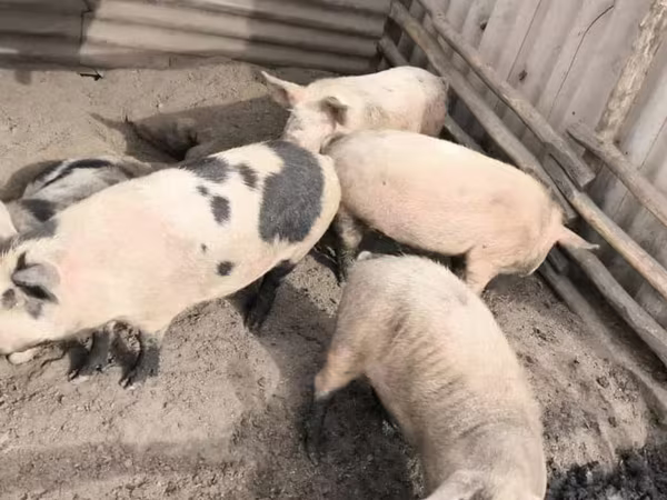 Säue, Schweine