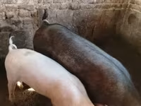 母猪, Pigs — 照片 5