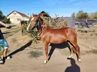 公马, Horses — 照片 3