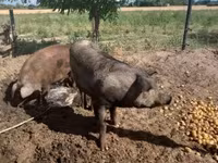 Pigs (batch, sex not specified), Дюрок — photo 5
