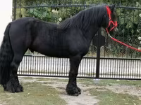 At, Fell pony — foto 5